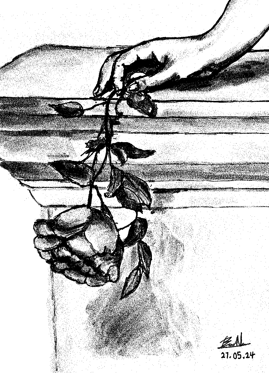 hand rose pencil sketch